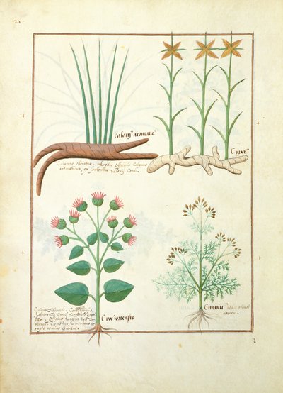 Cyperus, Calamus, Crocus ostensis, Illustration aus dem Buch der einfachen Heilmittel von Mattheaus Platearius 119v von Robinet Testard